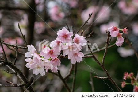 櫻花 櫻花 137276426