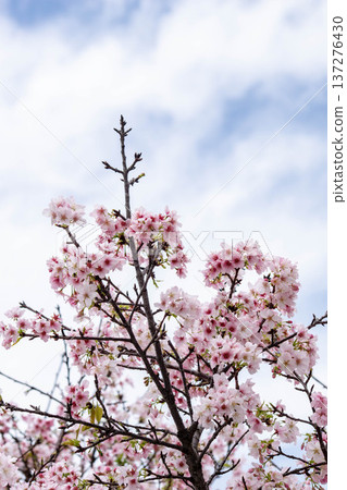 Cherry blossoms  137276430