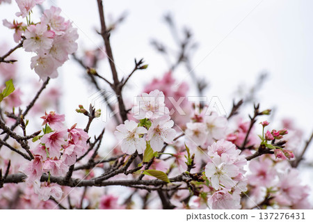 Cherry blossoms  137276431