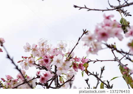 櫻花 137276433