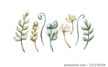 Cute Meadow Herbs Wild Plant. Fieldweed Watercolor summer spring floral illustration hand painted isolated on white background for nursery baby kids forest design fresh prints cards posters textile Cute Meadow Herbs Wild Plant. Fieldweed Watercolor summer spring floral illustration hand painted isolated on white background for nursery baby kids forest design fresh prints cards posters textile 137276504