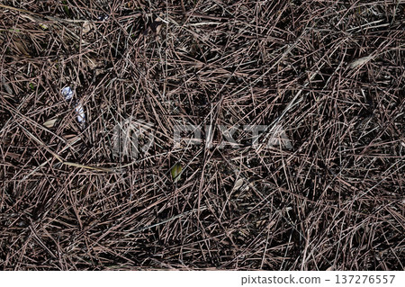 pine needles fallen on the ground pine needles fallen on the ground 137276557
