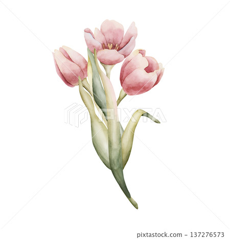 Pink Tulip Bouquet Spring Bulb Flowers. Watercolor hand drawn floral illustration isolated on white background for Easter Woman's day design textile fresh fabric print card cosmetic package crockery Pink Tulip Bouquet Spring Bulb Flowers. Watercolor hand drawn floral illustration isolated on white background for Easter Woman's day design textile fresh fabric print card cosmetic package crockery 137276573