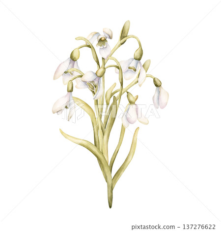 Snowdrops Bouquet Spring Bulb Flowers. Watercolor hand drawn floral illustration isolated on white background for Easter Woman's day design textile fresh print card cosmetic package porcelain crockery Snowdrops Bouquet Spring Bulb Flowers. Watercolor hand drawn floral illustration isolated on white background for Easter Woman's day design textile fresh print card cosmetic package porcelain crockery 137276622