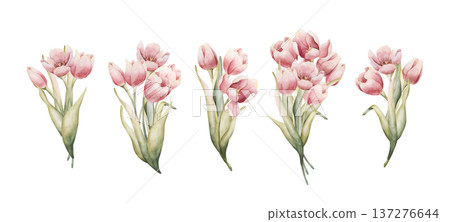 Pink Tulip Bouquet Set Spring Bulb Flowers. Watercolor hand drawn floral illustration isolated on white background for Easter Woman's day design textile fresh print card cosmetic package crockery Pink Tulip Bouquet Set Spring Bulb Flowers. Watercolor hand drawn floral illustration isolated on white background for Easter Woman's day design textile fresh print card cosmetic package crockery 137276644
