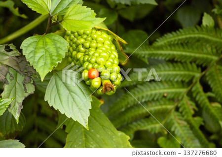 Arisaema fruit found in Himalayan mountain forests Arisaema fruit found in Himalayan mountain forests 137276680