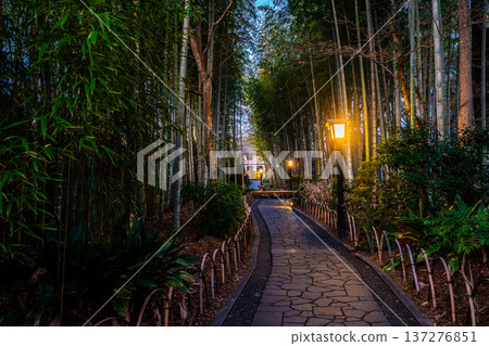 清晨的修善寺：竹林步道 [靜岡縣伊豆市] 137276851