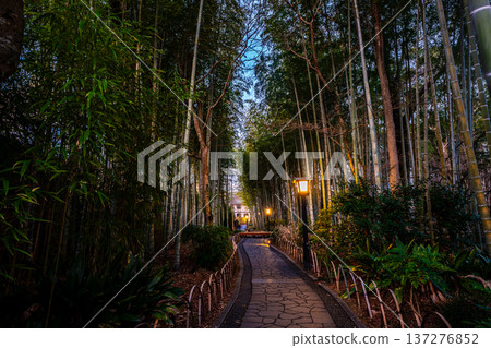 清晨的修善寺：竹林步道 [靜岡縣伊豆市] 137276852