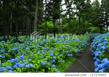 Colorful hydrangea 137276905
