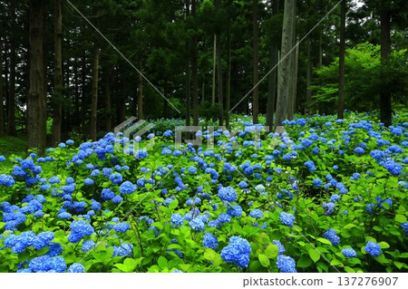 Colorful hydrangea Colorful hydrangea 137276907