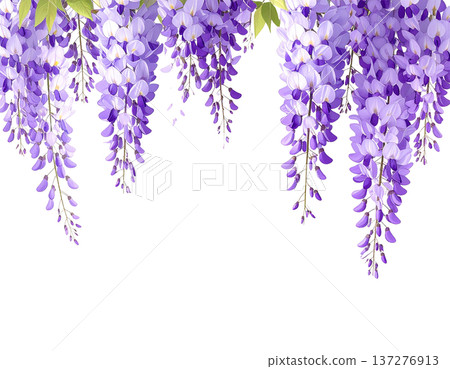 A flowing purple curtain and beautiful wisteria flowers blooming on a white background 137276913