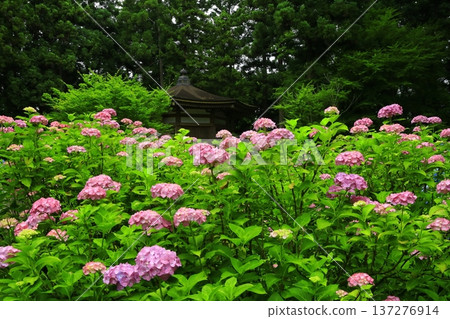 Colorful hydrangea Colorful hydrangea 137276914