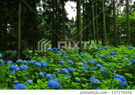Colorful hydrangea Colorful hydrangea 137276956