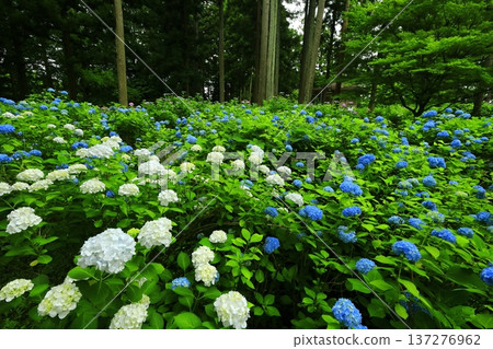 Colorful hydrangea Colorful hydrangea 137276962
