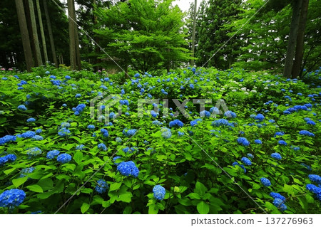 Colorful hydrangea 137276963