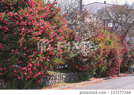 Camellia and plum hedge 137277266