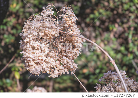 Withered hydrangea flowers 137277267