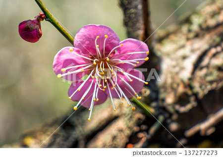 Red flower of flowers 137277273