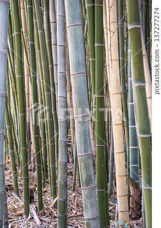 Bamboo grove Bamboo grove 137277274