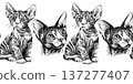 Seamless border pattern with Sphynx cats in black and white pencil style. Hand drawn repeating illustration of hairless kittens with big ears and expressive eyes, decorative animal design isolated 137277407