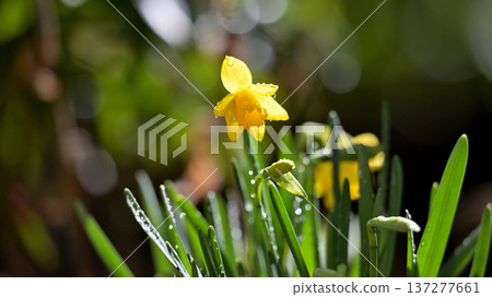 Jonquils sparkling after the rain Jonquils sparkling after the rain 137277661