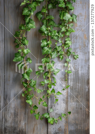 Ivy vines hanging down on a wooden wall Natural background 137277929