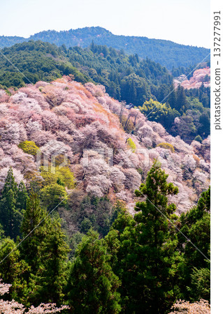Yoshinoyama welcomes the refreshing spring weather at Hitome Senbon Yoshimizu Shrine, Nara Prefecture 137277991