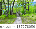 Hiking along the fresh green shores of Lake Chuzenji in Nikko 137278050