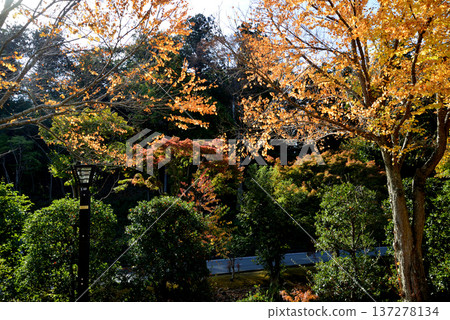 Autumn leaves at Kairakuen Momiji Valley 2025-11-8 #22 Autumn leaves at Kairakuen Momiji Valley 2025-11-8 #22 137278134