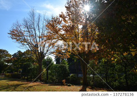 紅葉谷的秋葉,喜樂園,2025年11月8日,#24 紅葉谷的秋葉,喜樂園,2025年11月8日,#24 137278136