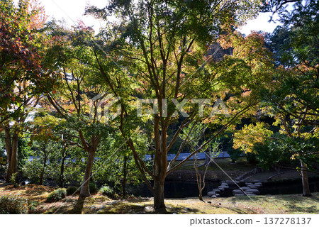 Autumn leaves in Momiji Valley, Kairakuen Garden, November 8, 2025, #25 Autumn leaves in Momiji Valley, Kairakuen Garden, November 8, 2025, #25 137278137