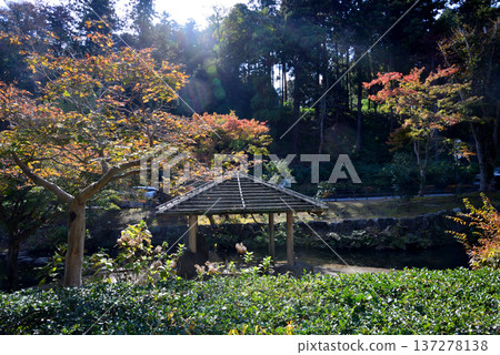 紅葉谷的秋葉，喜樂園，2025年11月8日，#26 137278138