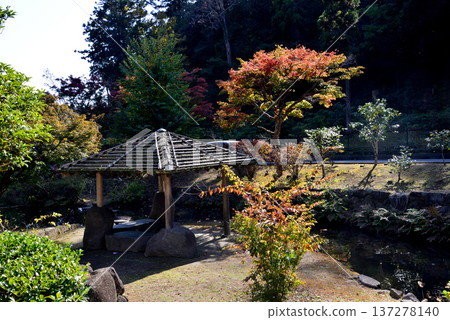 Autumn leaves in Momiji Valley, Kairakuen Garden, 2025-11-8, #28 Autumn leaves in Momiji Valley, Kairakuen Garden, 2025-11-8, #28 137278140