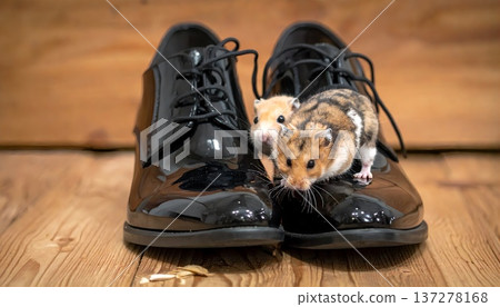 鞋子和倉鼠 137278168