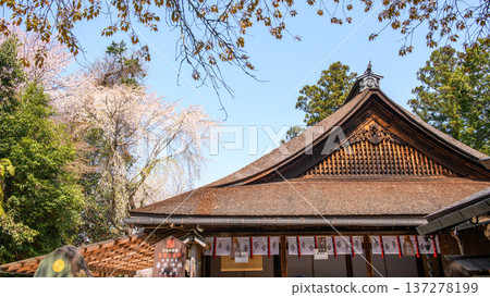 春天，奈良縣吉野山吉水神社的櫻花盛開。 137278199