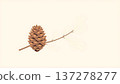 Illustration of pine cone 137278277
