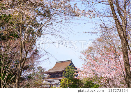 從吉水神社和金峰山寺藏王殿眺望奈良縣吉野山的山櫻 137278334