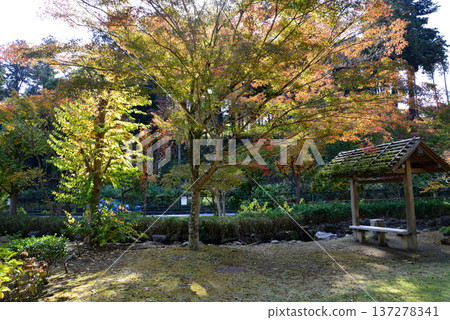 Autumn leaves in Momiji Valley, Kairakuen Garden, 2025-11-8, #32 Autumn leaves in Momiji Valley, Kairakuen Garden, 2025-11-8, #32 137278341