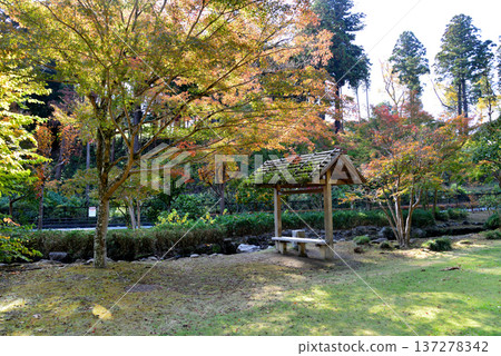 Autumn leaves in Momiji Valley, Kairakuen Garden, 2025-11-8, #33 Autumn leaves in Momiji Valley, Kairakuen Garden, 2025-11-8, #33 137278342