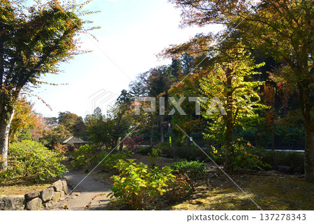 紅葉谷的秋葉,喜樂園,2025年11月8日,#34 紅葉谷的秋葉,喜樂園,2025年11月8日,#34 137278343