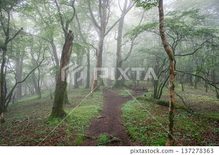 Mikuniyama mountain trail shrouded in mist Mikuniyama mountain trail shrouded in mist 137278363