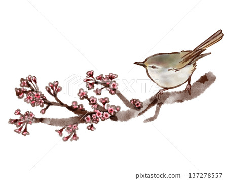一隻叢鶯棲息在櫻花枝上(鋼筆水彩風格) 一隻叢鶯棲息在櫻花枝上(鋼筆水彩風格) 137278557