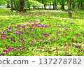 Early summer in Nikko, Lake Chuzenji, Senjugahama, and the Primrose Colony 137278782