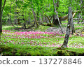 Tochigi Prefecture, Lake Chuzenji in early summer, Primrose colony 137278846