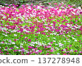 Early summer flowers of Primrose along Lake Chuzenji in Tochigi Prefecture 137278948