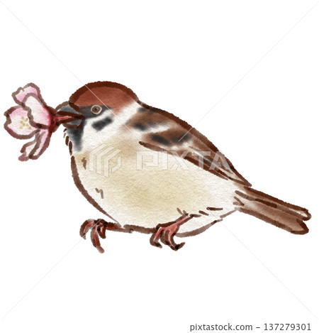 Flower Trumpet Sparrow (ink pen watercolor style) Flower Trumpet Sparrow (ink pen watercolor style) 137279301