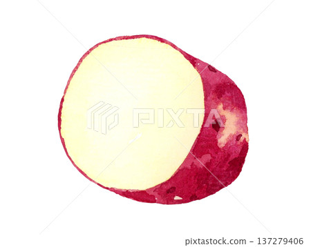 Sweet potato cut in half - hand-drawn watercolor illustration of vegetables Sweet potato cut in half - hand-drawn watercolor illustration of vegetables 137279406