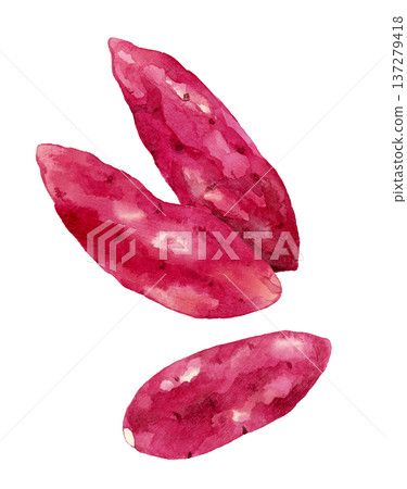 Sweet potato set - hand-drawn watercolor illustration of vegetables 137279418