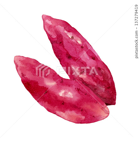 Sweet potato set - hand-drawn watercolor illustration of vegetables Sweet potato set - hand-drawn watercolor illustration of vegetables 137279419