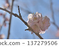 White plum 137279506